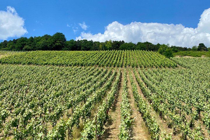 Private Champagne Day from Paris by Mercedes: Moët & Chandon, Taittinger, Four Tastings (6/12)