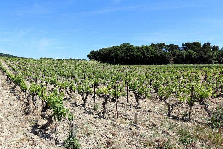 Private Full-Day Châteauneuf-du-Pape Tour: Fortia, La Nerthe, La Gardine, Lunch Stop (11/12)