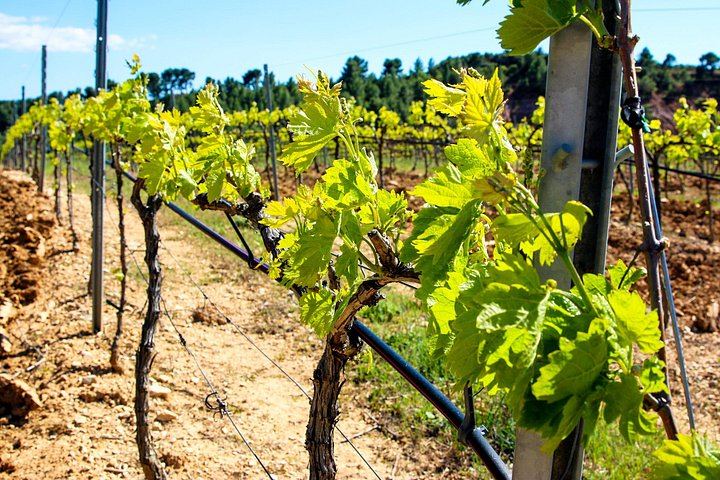 Private Full-Day Châteauneuf-du-Pape Tour: Fortia, La Nerthe, La Gardine, Lunch Stop (8/12)