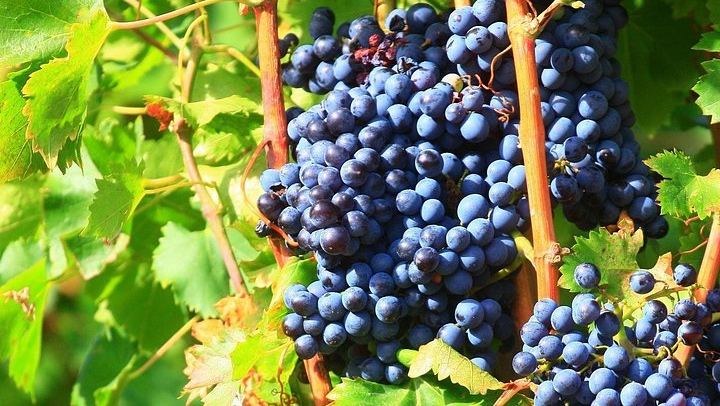 Wine Day from Avignon: Three Tastings in Châteauneuf, Gigondas or Séguret, Lunch Included (2/7)