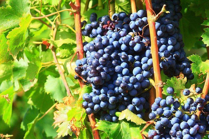 Wine Day from Avignon: Three Tastings in Châteauneuf, Gigondas or Séguret, Lunch Included (2/7)