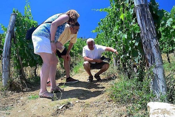 Chianti Classico and Super Tuscan Tasting at 3 Wineries, Lunch at a Boutique Wine Shop
