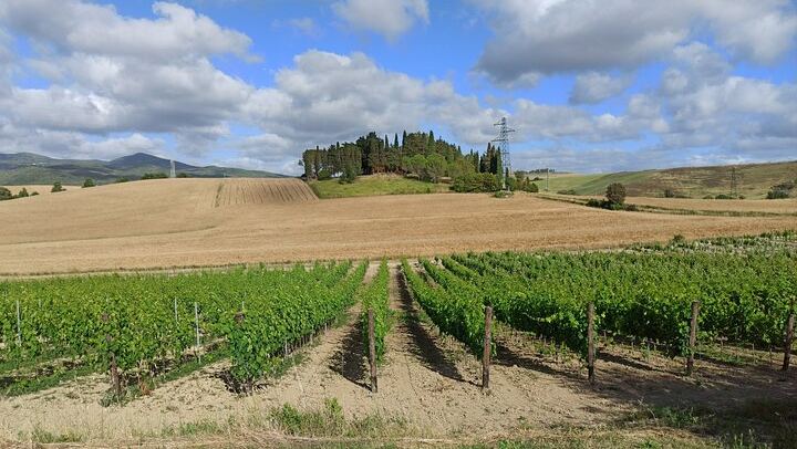 Private Chianti Afternoon Wine Tour along the Via Chiantigiana with Hotel Pickup (3/12)