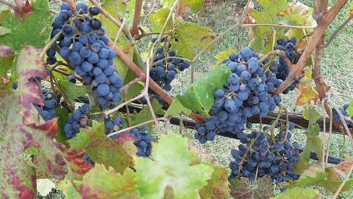 Private Chianti Afternoon Wine Tour along the Via Chiantigiana with Hotel Pickup (2/12)