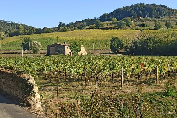 Private Chianti Afternoon Wine Tour along the Via Chiantigiana with Hotel Pickup