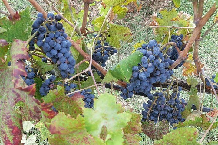 Private Chianti Afternoon Wine Tour along the Via Chiantigiana with Hotel Pickup (2/12)