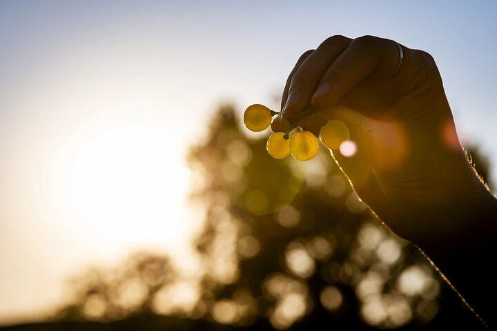 Poggio ai Laghi Tasting near Monteriggioni: Chianti Wines, Olive Oils and Vinegars (7/7)