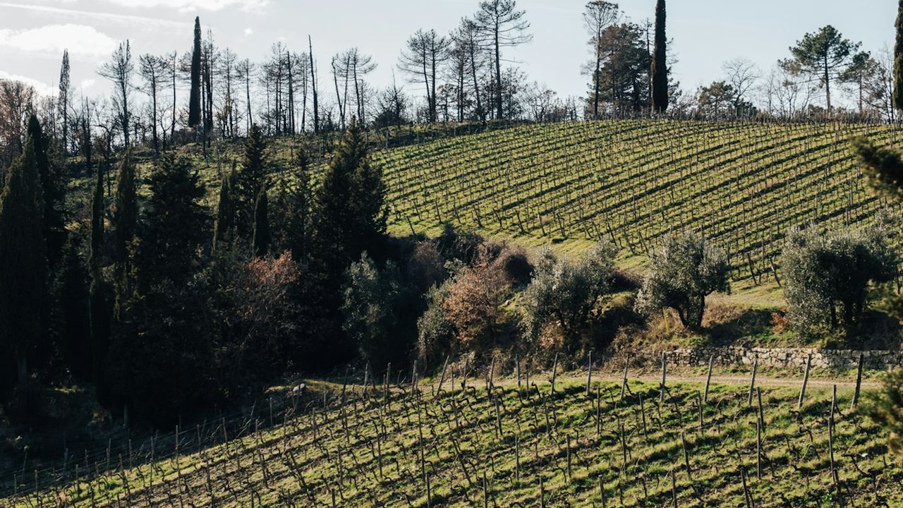 Guided Chianti Bus Tour from Florence: Vineyard Walk, Vinegar Cellar and 7-Wine Tasting (4/12)