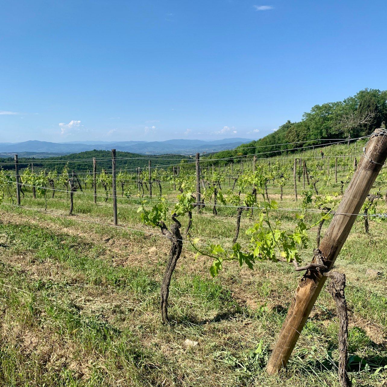 Guided Chianti Bus Tour from Florence: Vineyard Walk, Vinegar Cellar and 7-Wine Tasting (9/12)
