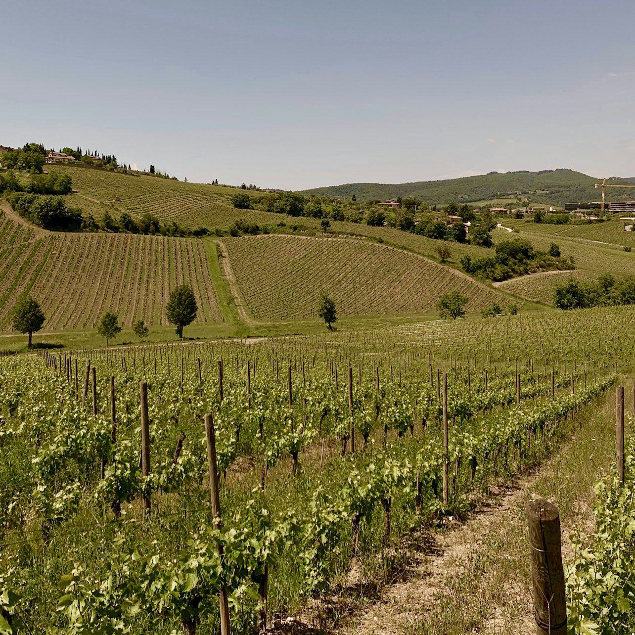 Guided Chianti Bus Tour from Florence: Vineyard Walk, Vinegar Cellar and 7-Wine Tasting (8/12)
