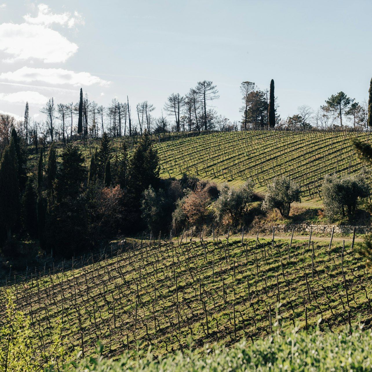 Guided Chianti Bus Tour from Florence: Vineyard Walk, Vinegar Cellar and 7-Wine Tasting (4/12)