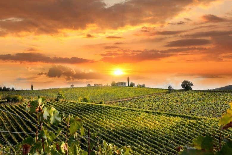 Chianti Half-Day Wine Tour from Florence by Air-Conditioned Coach, Two Estates, Five Hours (1/3)