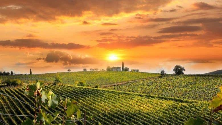 Chianti Half-Day Wine Tour from Florence by Air-Conditioned Coach, Two Estates, Five Hours (1/3)