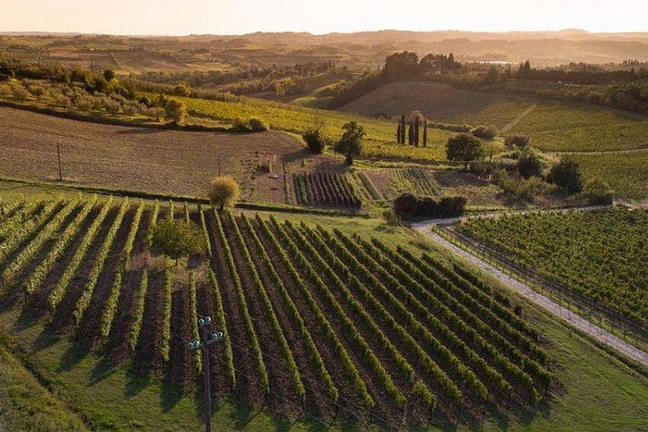 Semi-Private Mercedes Van Wine Day from Florence: San Gimignano and Prosecco (12/12)