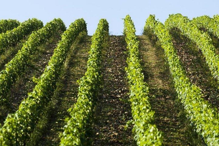Semi-Private Mercedes Van Wine Day from Florence: San Gimignano and Prosecco (6/12)