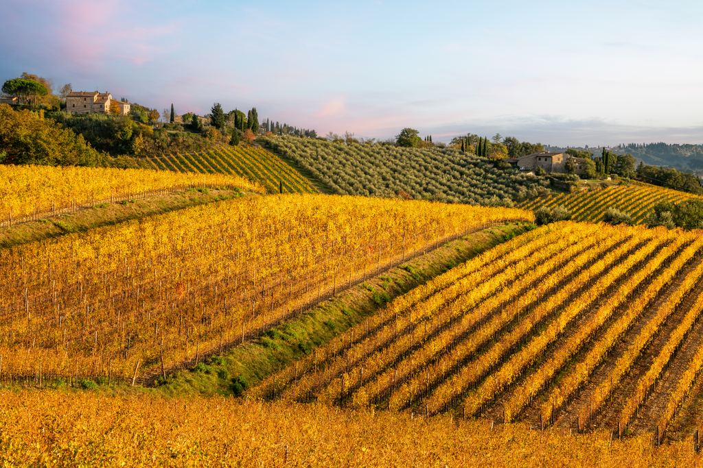 Golden autumn vineyards and olive groves on a Tuscan hillside with stone farmhouses at the top