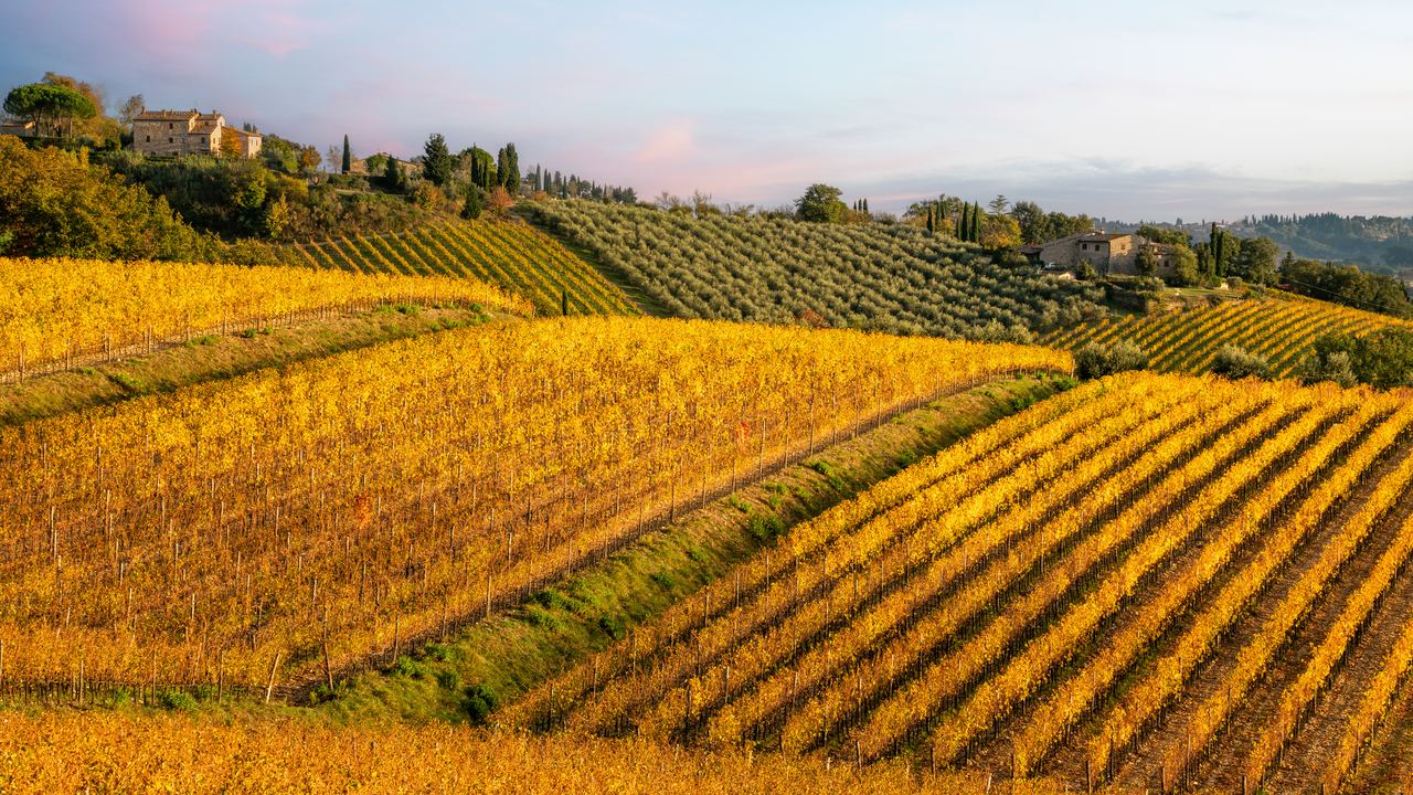 Golden autumn vineyards and olive groves on a Tuscan hillside with stone farmhouses at the top