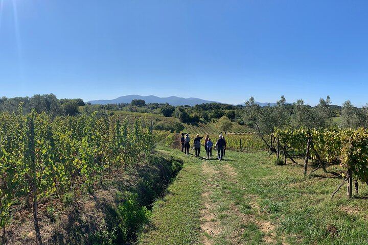 Chianti Wine Tasting Day from Florence: Hotel Pickup, 2 Wineries and Home-Cooked Lunch (3/10)