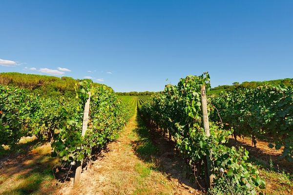 Five-Hour Chianti Sunset Tour from Florence with Driver and Two Tastings at a Family Farm
