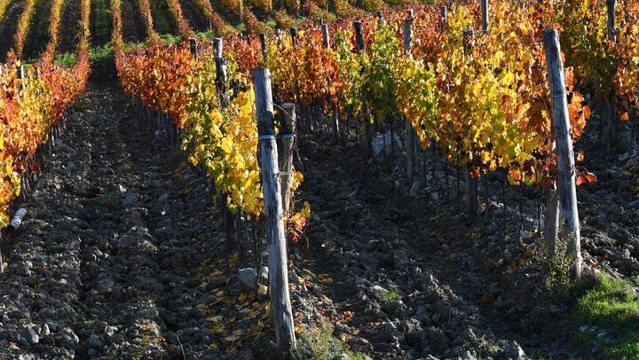 Private Driver Tour from Florence: San Gimignano, Two Chianti Wineries, Michelangelo Stop (2/12)