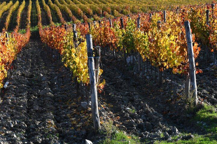 Private Driver Tour from Florence: San Gimignano, Two Chianti Wineries, Michelangelo Stop (2/12)
