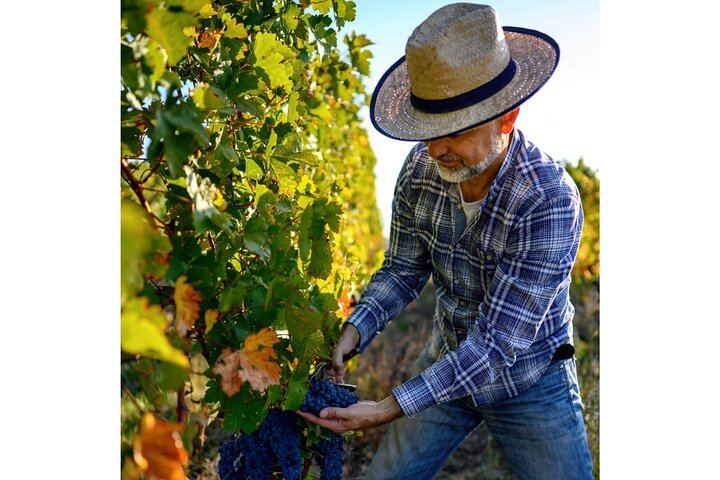 Private Driver Tour from Florence: San Gimignano, Two Chianti Wineries, Michelangelo Stop (5/12)