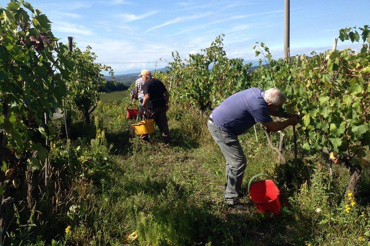 Chianti Classico Day from Florence: Impruneta Terracotta Village, 3 Wineries and Lunch (10/12)