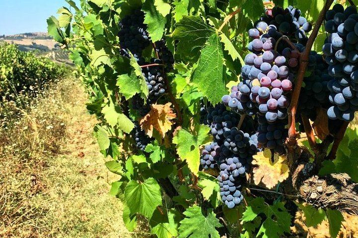 Private Chianti Wine Day: Radda Lunch Pairing, Two Wineries and Six Hill Villages (10/11)