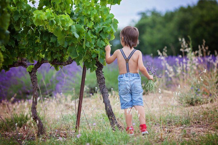 Small-Group Chianti Wine Tour from Florence: San Gimignano and Two Farm Wineries (12/12)