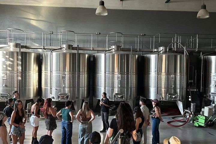 Maipú Small-Group Wine, Olive Oil and Chocolate Tour with Florio and Vistandes (4/12)