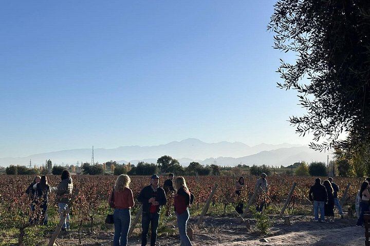 Maipú Small-Group Wine, Olive Oil and Chocolate Tour with Florio and Vistandes (9/12)