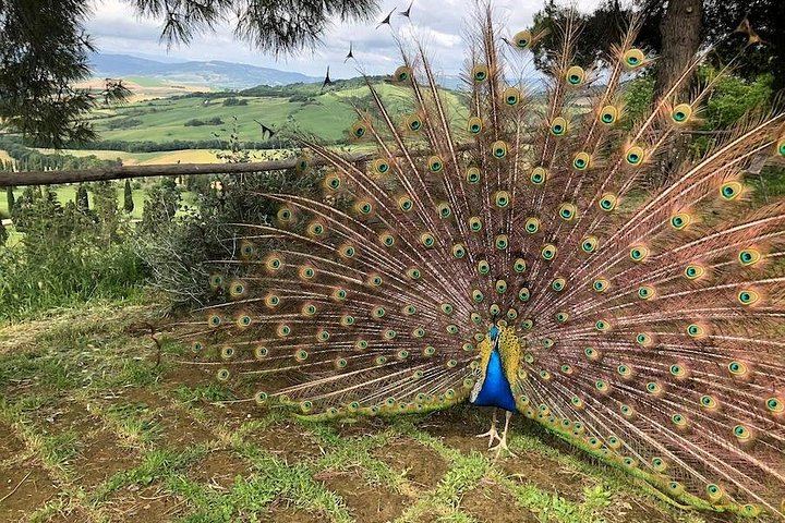 Pienza and Montepulciano Day Trip from Siena: Nobile Cellars, Cheese Farm Lunch, Minivan (12/12)