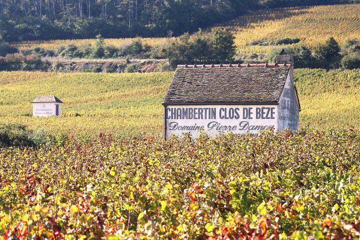 Private Côte d'Or Wine Tasting Tour Between Dijon and Beaune with Pickup (5/12)