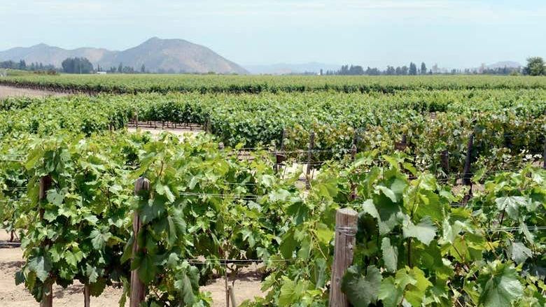 Concha y Toro Winery Tour from Santiago: Premium or Marqués de Casa Concha (3/3)