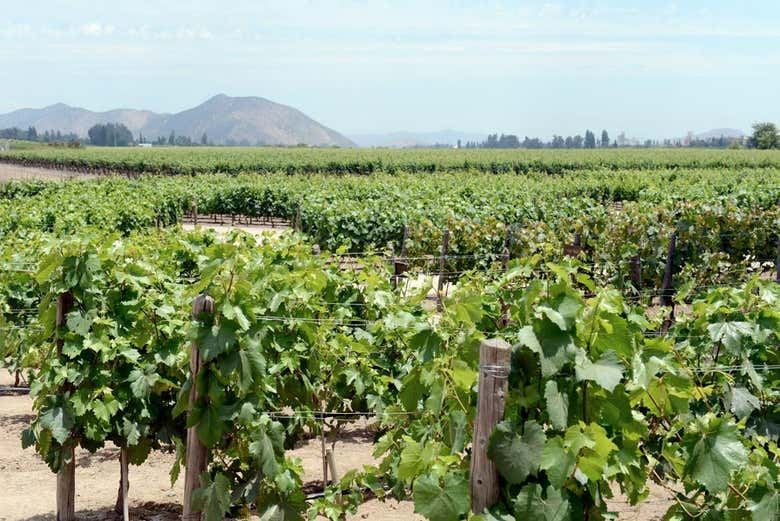 Concha y Toro Winery Tour from Santiago: Premium or Marqués de Casa Concha (3/3)