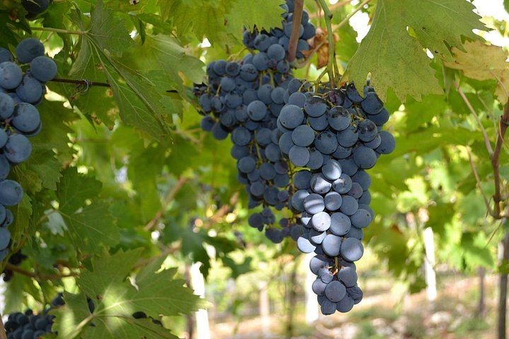 Amarone and Valpolicella Wine Tasting at the Family-Run Fratelli Vogadori Cellar, Negrar (9/12)