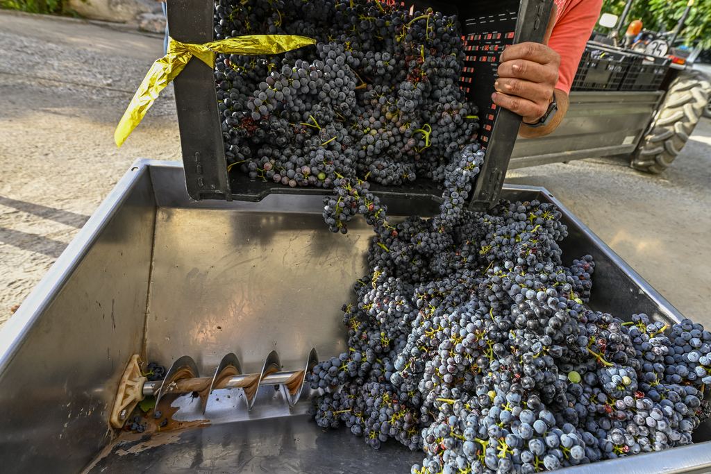 Freshly harvested red grapes being tipped from a crate into a stainless steel destemmer hopper at a winery