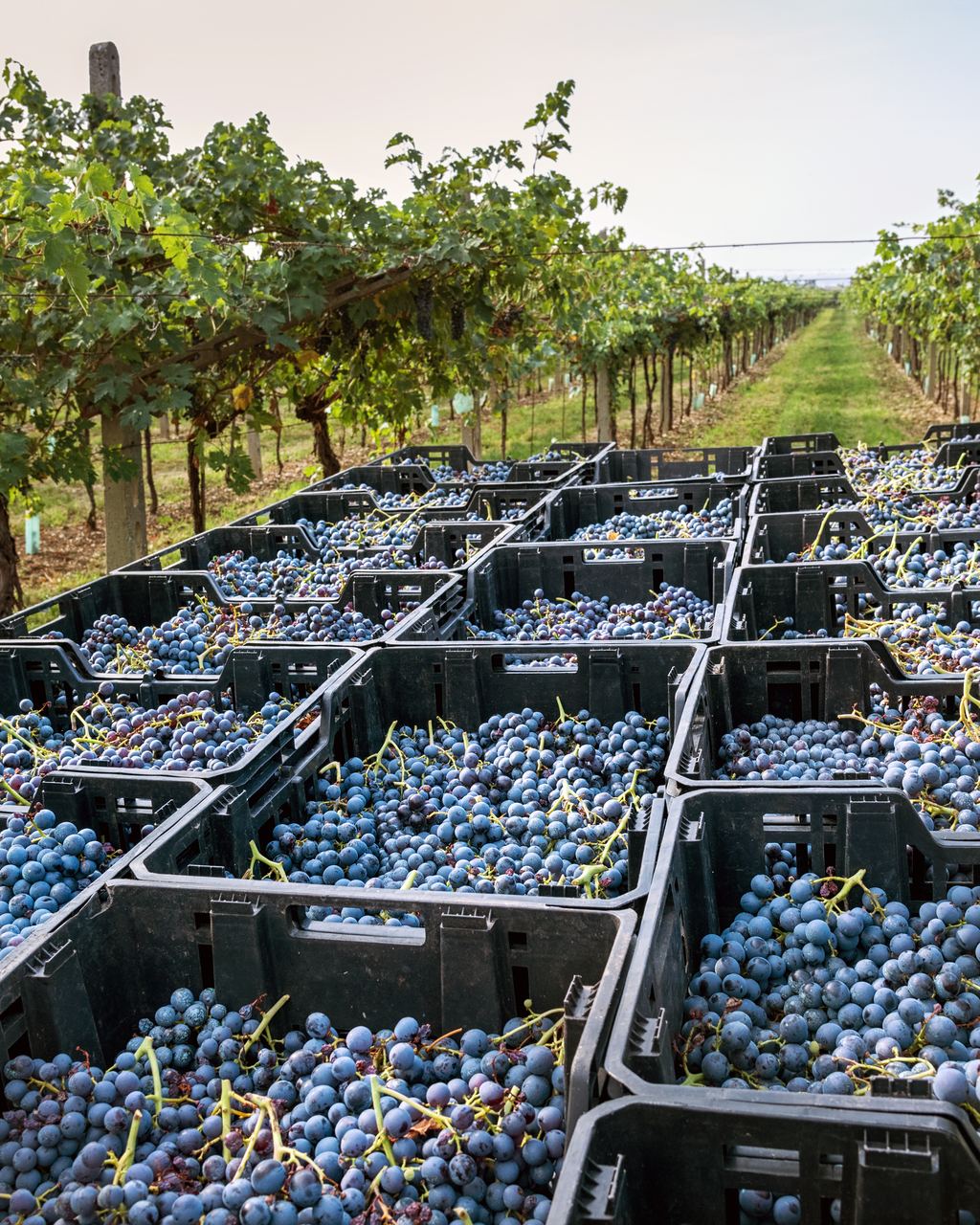 Rows of plastic crates filled with freshly harvested black grapes lined up between vine rows in an Italian vineyard