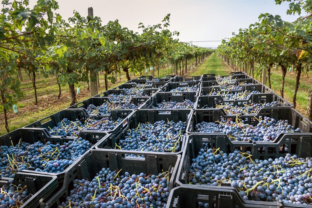 Plastic crates filled with freshly harvested black grapes lined up between vine rows in an Italian vineyard