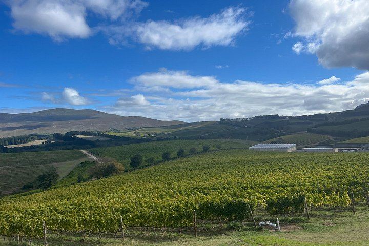 Private Wine Tasting at Tokara, Delaire Graff and Fairview in the Cape Winelands (6/10)
