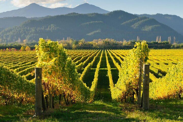 Marlborough Hop-On Hop-Off Wine Tour for Cruise Ship Passengers, 25 Stops (7/8)