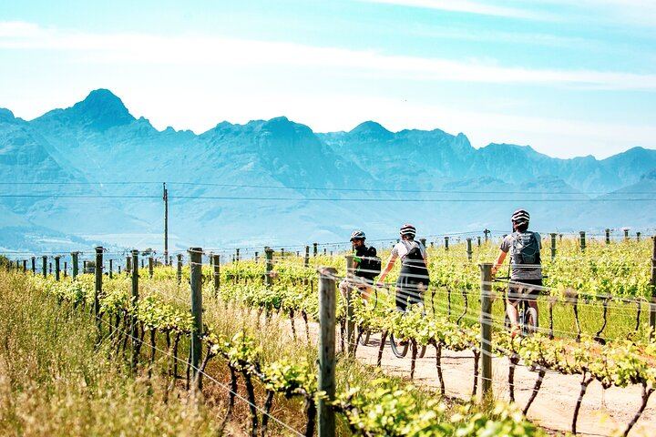Stellenbosch Half-Day Mountain Bike Winelands Tour with Wine Tasting Stops (2/5)