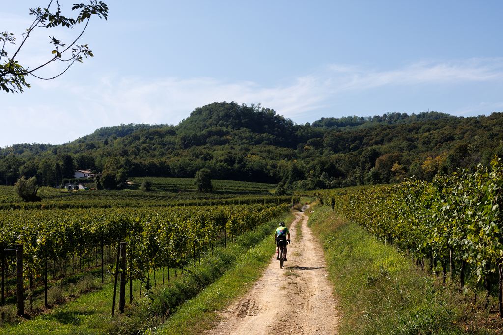 A lone cyclist seen from behind riding a dirt track between green vineyard rows towards wooded hills