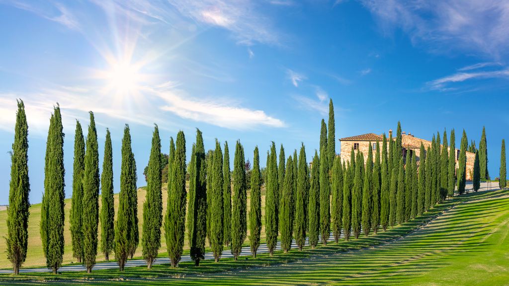 Cypress trees lining a country road to a stone villa in Tuscany