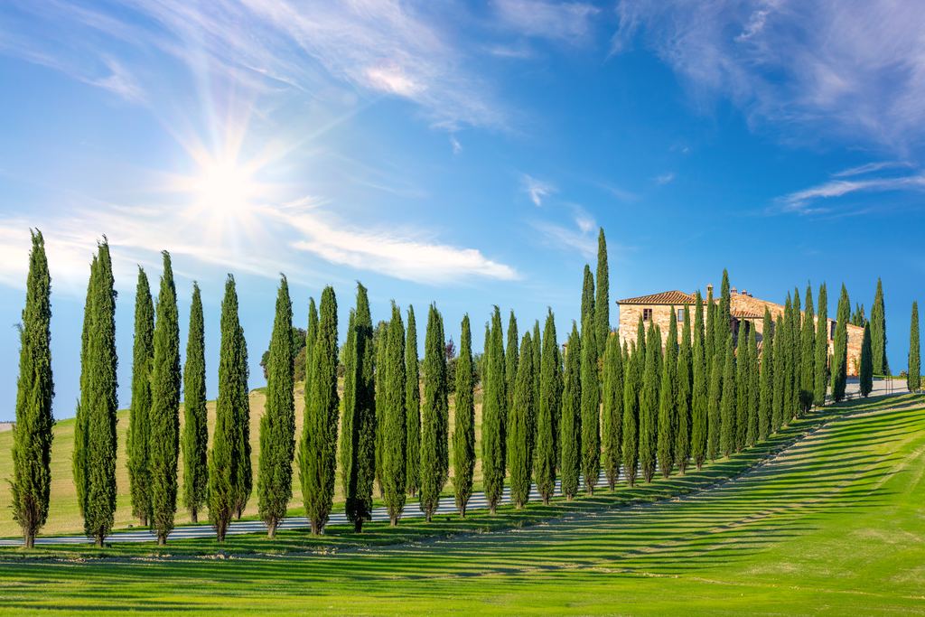 Cypress trees lining a country road to a stone villa in Tuscany
