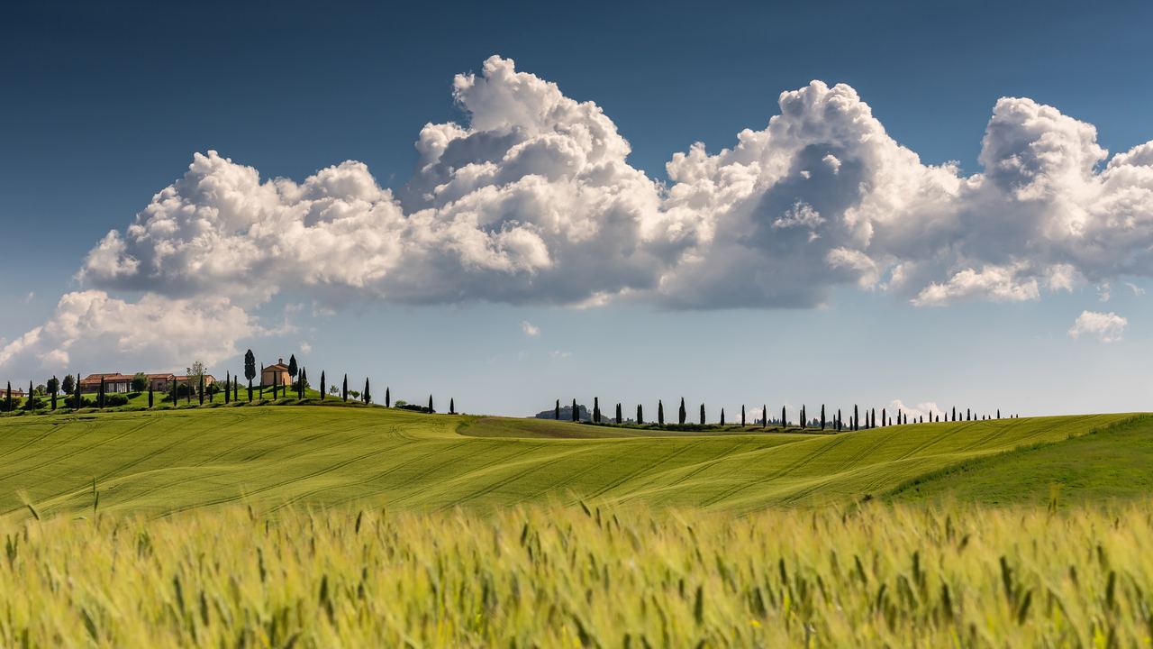 Row of cypresses and a farmhouse on a green ridge above wheat fields in Val d'Orcia, Tuscany