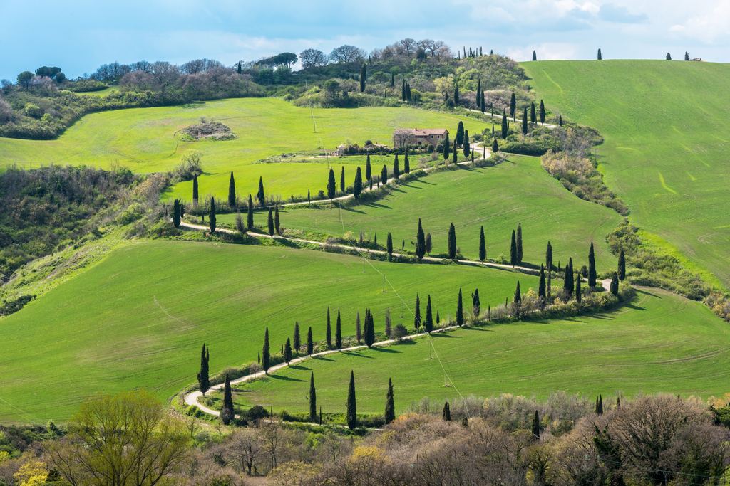 Winding road lined with cypresses across green hills in Val d'Orcia