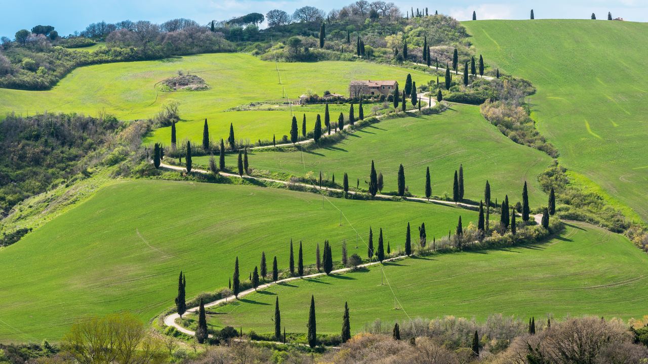Winding road lined with cypresses across green hills in Val d'Orcia