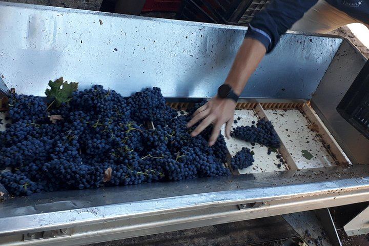 Stellenbosch Small-Group Wine Tour, Max 8 Guests, Changing Daily Route (10/12)
