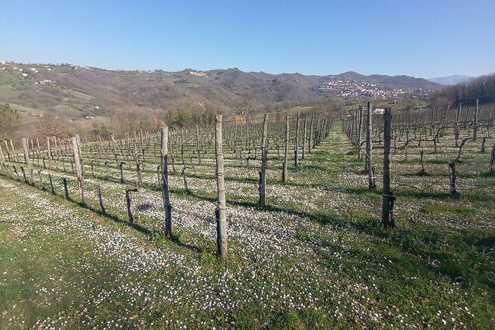 Private Full-Day Irpinia Wine Tour from Sorrento with a Sommelier and Two Wineries (12/12)